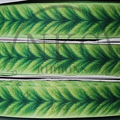 Palapalai Leaf